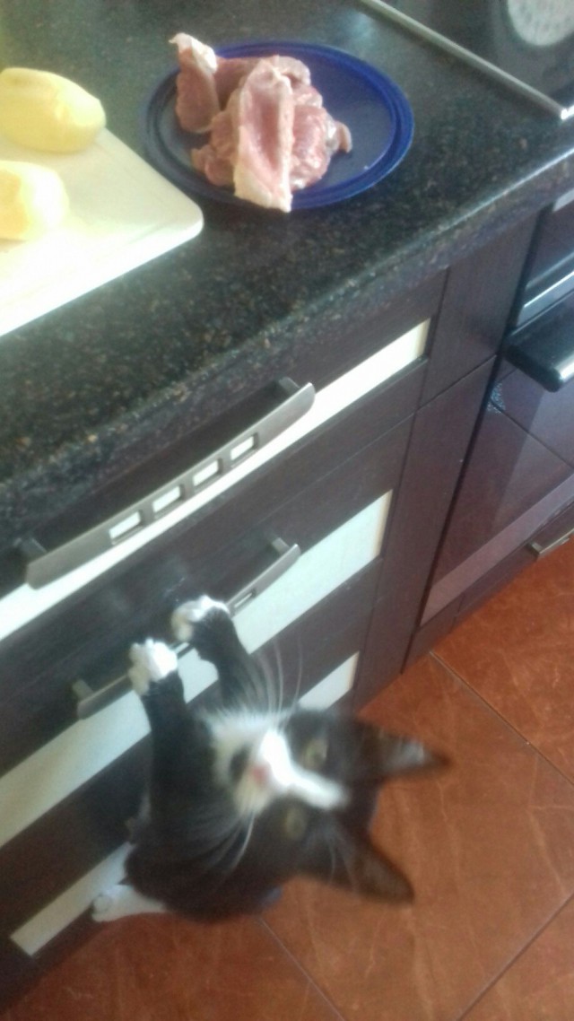 Кот без прикрас