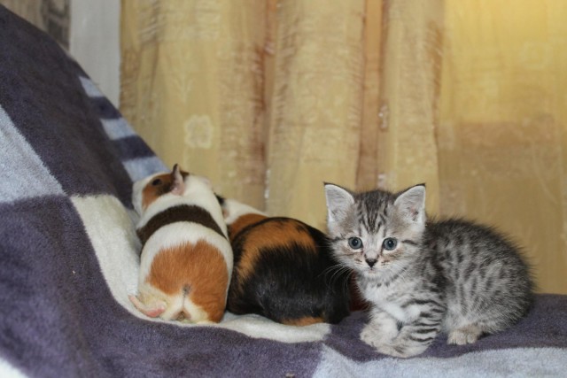 Котовторник 05.06.2018