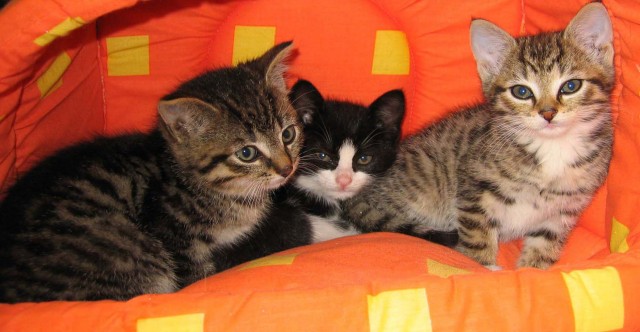 Коты на вторник на ЯПлакалъ (07.10.2008)