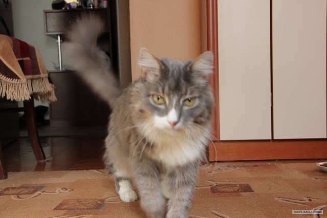 Котовторник!