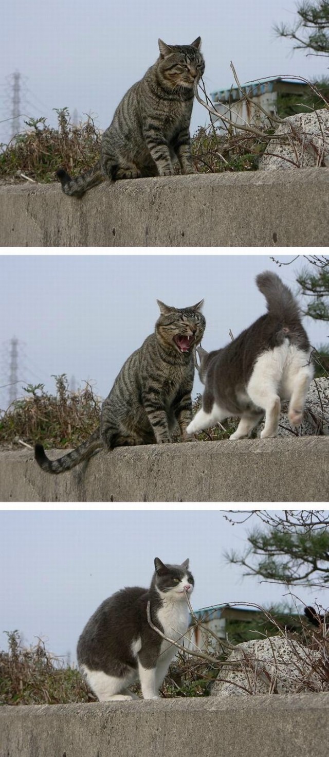 Профессиональный котовторник