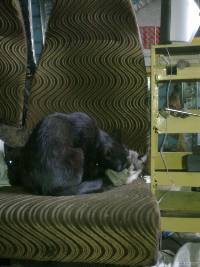 Котовторник так котовторник!