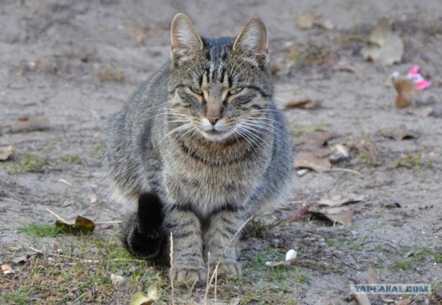 Котовторник! 08.11.11