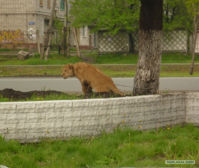 Осталось крокодила на улице встретить..