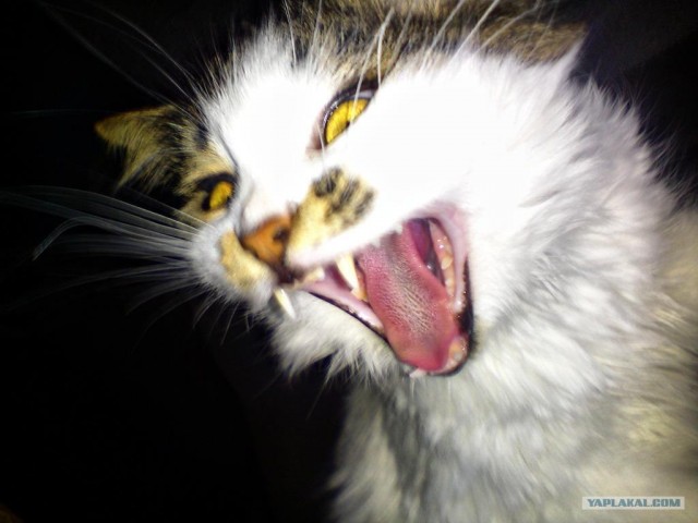 Котовторник (10.01.2012)