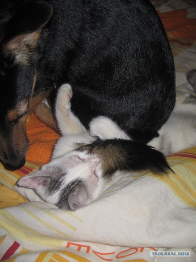 Котовторник (31.01.2012)