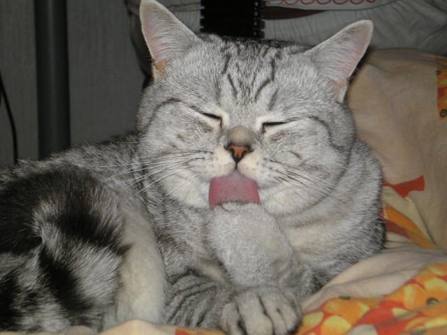 Котовторник! 13.03.2012