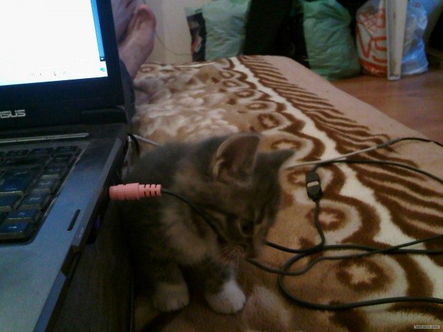 Котовторник 17.04.2012