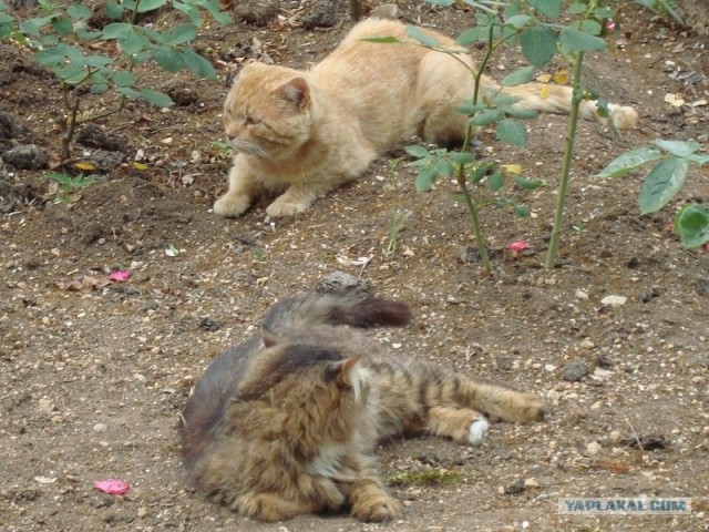 Котовторник 8 мая 2012