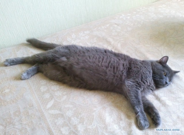 Котовторник  12. 06. 2012
