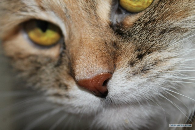 Котовторник на 26.06.12