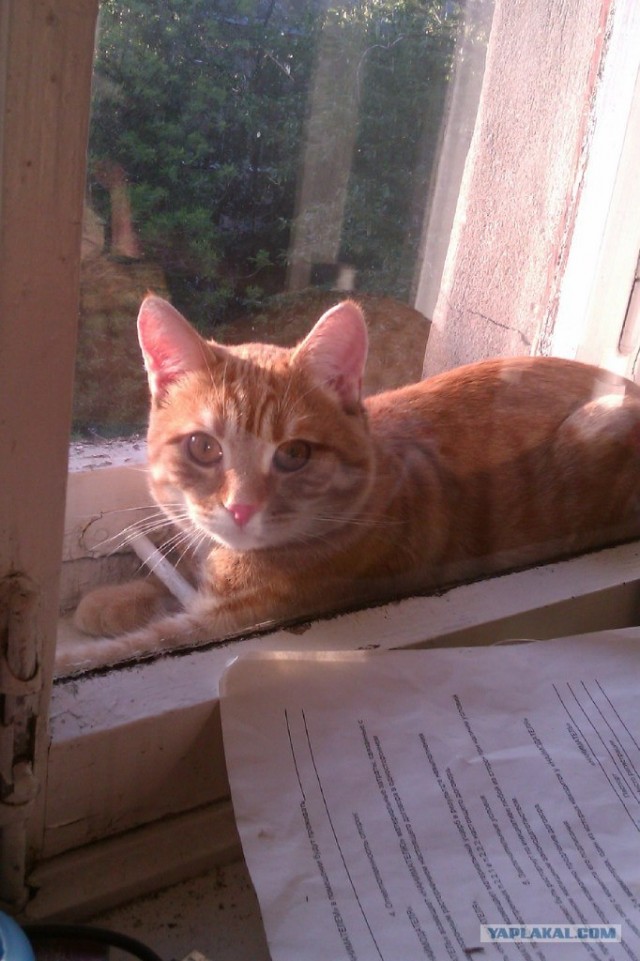 Котовторник 10. 07. 2012