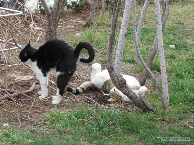Котовторник  16.10.12