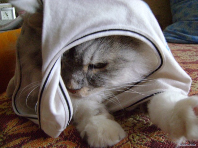 Котовторник 30.10.2012