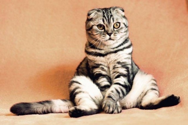 День кошек отмечают в России 1 марта