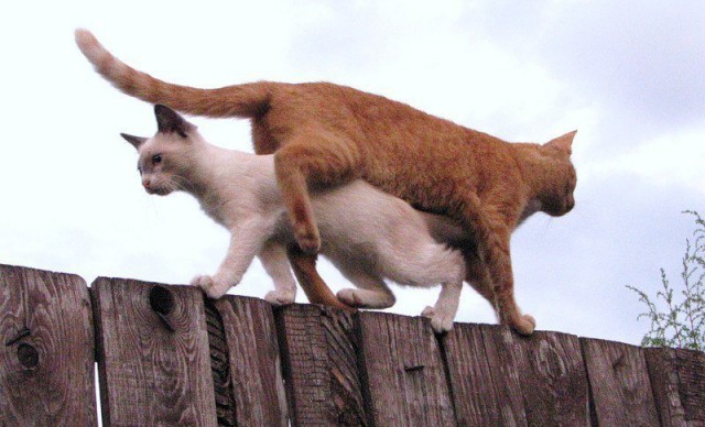 Задорные заборные котэ