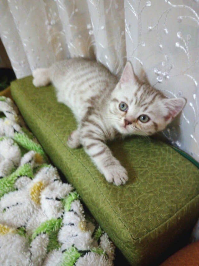 Эти забавные животные