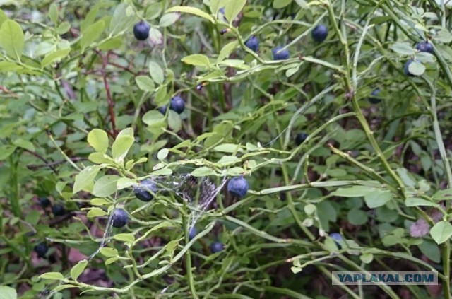 Десерт Соффиони для Маруси:)