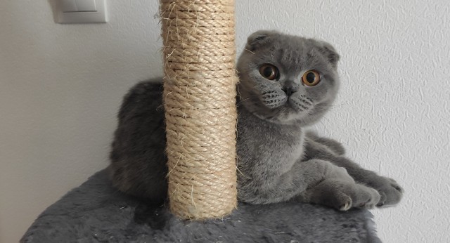 Котовторник