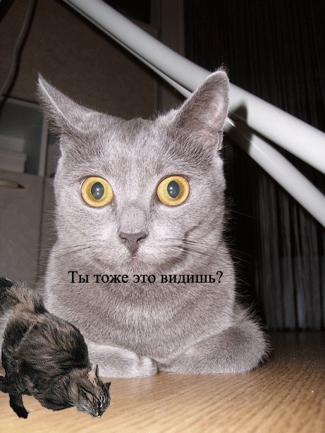 Отжабте моего кота