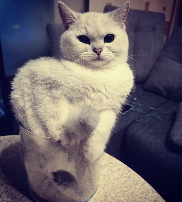 Котовторник 17.11.20