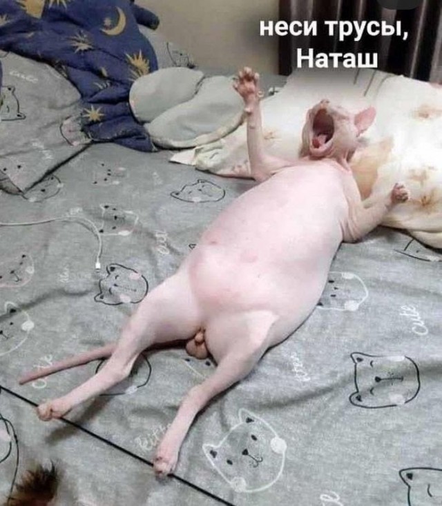 Мемы про Наташу