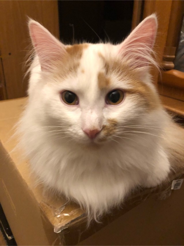 Котовторник. Добавляйте своих