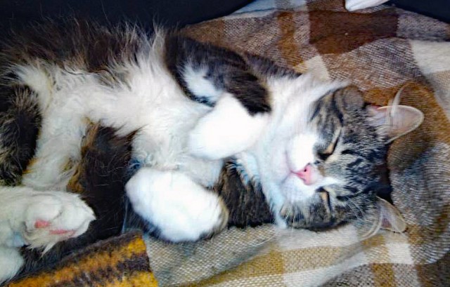 Котовторнику быть!