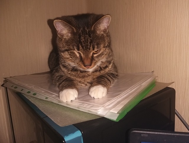 Котовторник же!