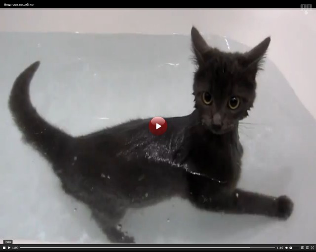 Водоплавающий кот