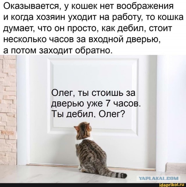 Что делает кот один дома