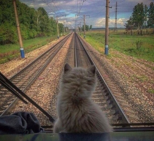 ПозитиФ Чик