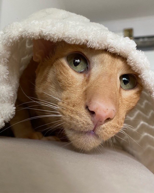 С котовторником!