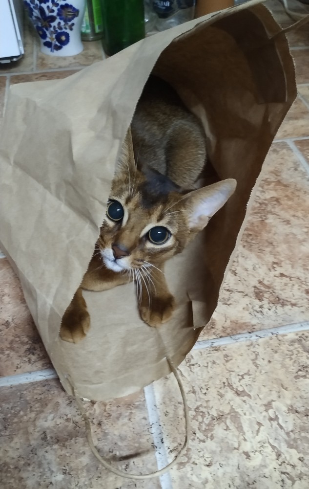 Хоба! Котовторник!