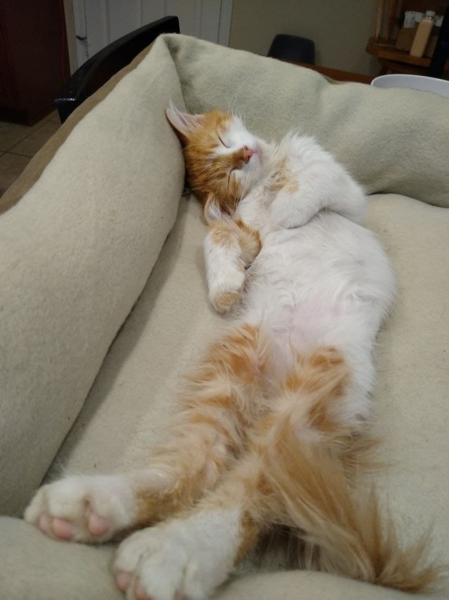 Коты в США
