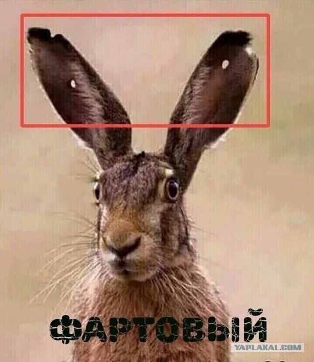 Весёлый полтишок 11.09