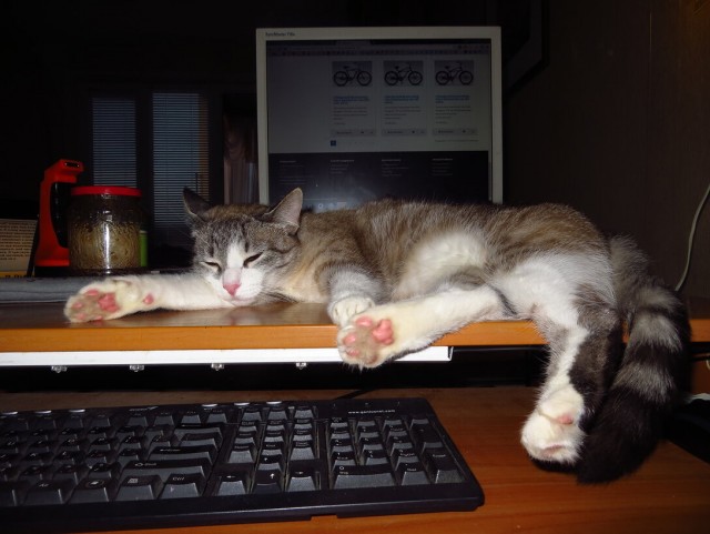 Котовторник