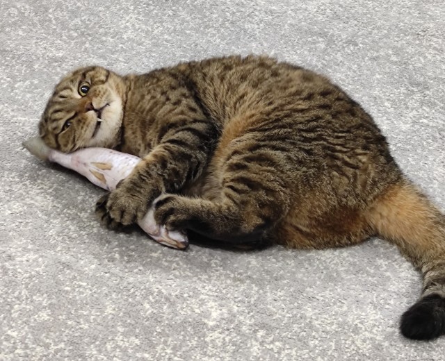 Вторник. Котэ. Пора