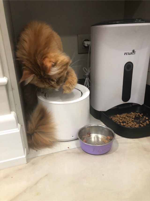 Котовторник 11.01.22