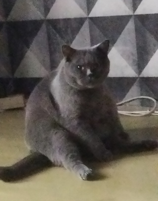 Котовторник. Февраль