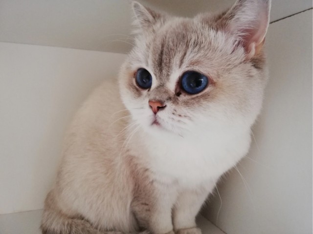 История одной кошки