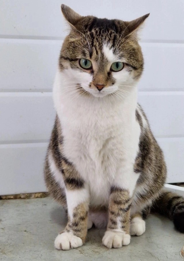 Котьего полку прибыло