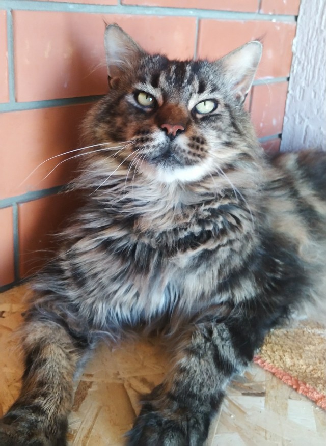 Начну котовторник чуть раньше!