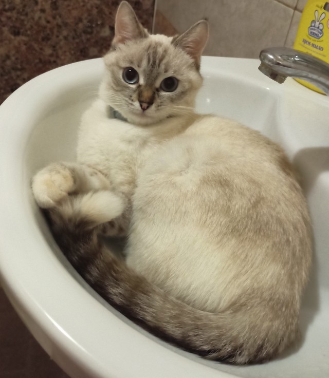 Шерстяной котовторник. Октябрь 2022