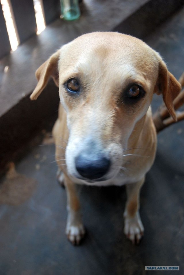 ГоА свои впечатления