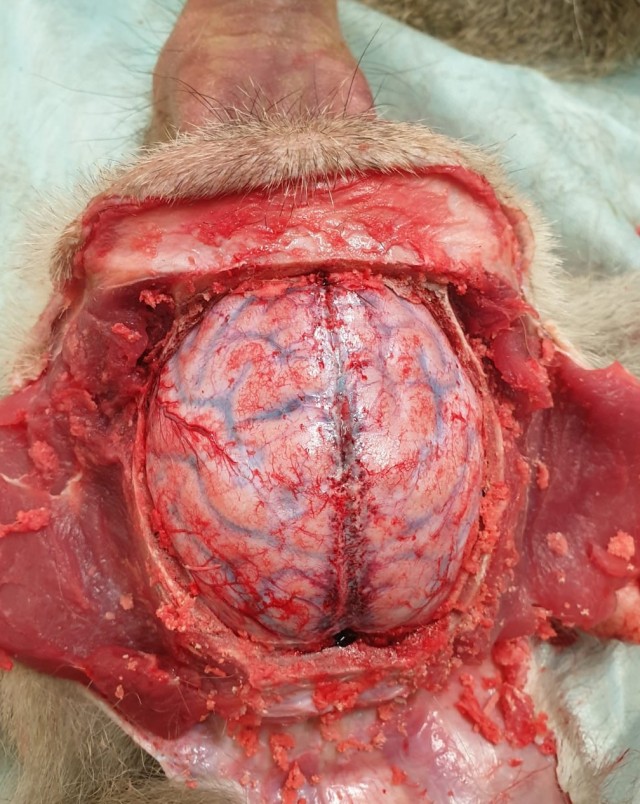 Смотрю Индиану Джонса. Разыгрался аппетит