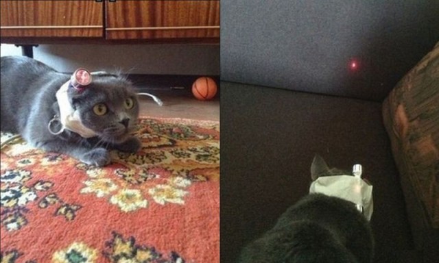 Чем занять кота