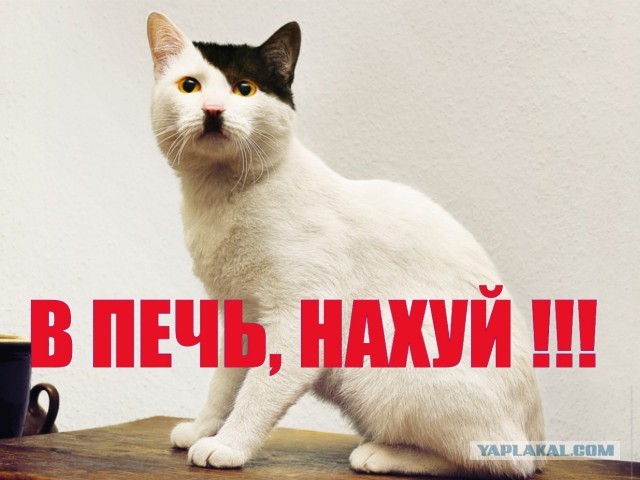"В жопу тебя вы*бу"