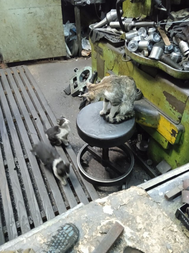 Жизнь домашнего приюта "Котоленд" 393