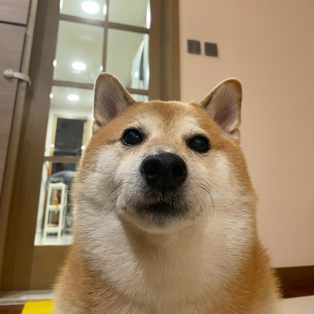 Умер пёс-герой Doge мема